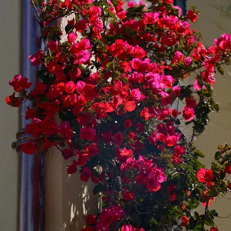 La Garoupe-gardiole Boutique Hotel Antibes